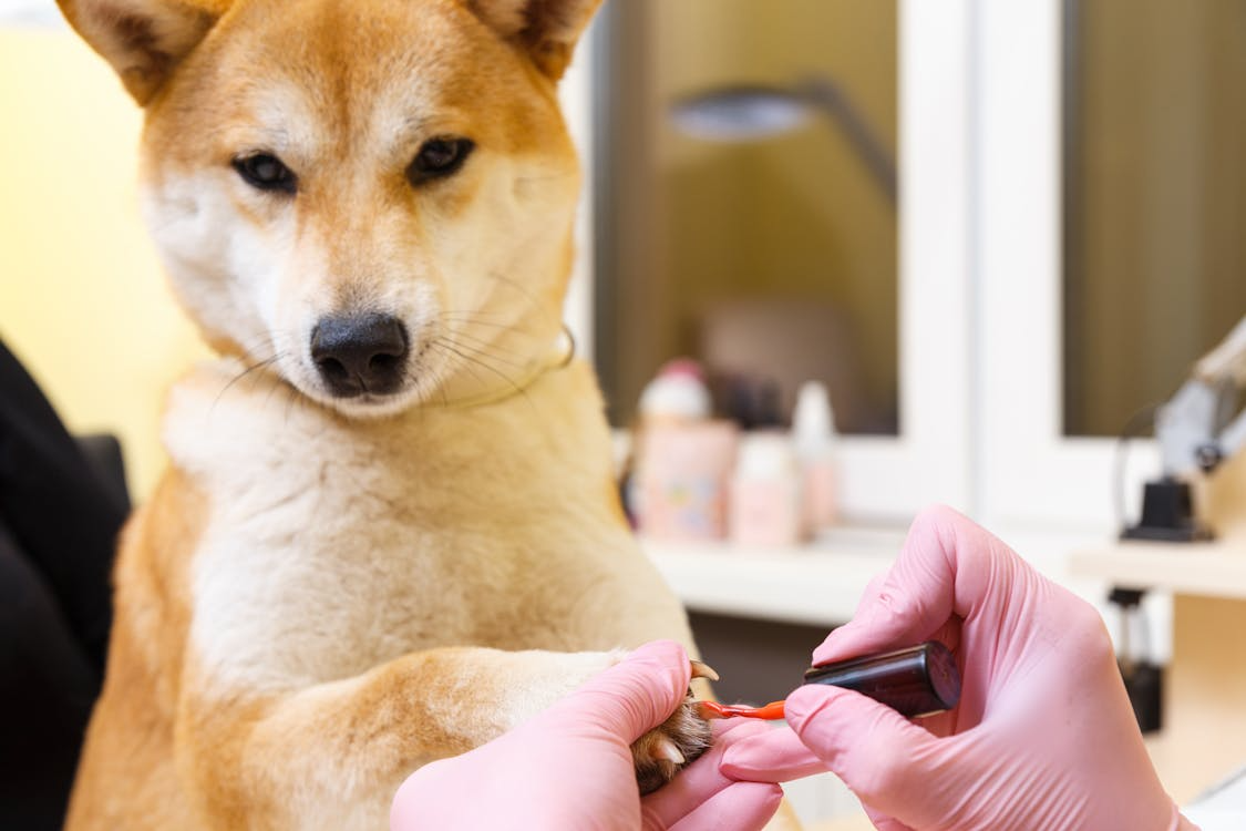 Creating a Stress-Free Grooming Experience for Your Dog
